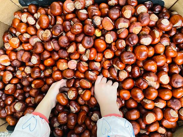 Childhood development and sensory play. Childrens hands playing with chestnuts