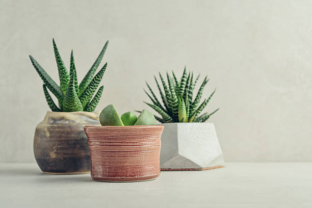 istock Houseplants (succulents) in pots on a light background 2237008737