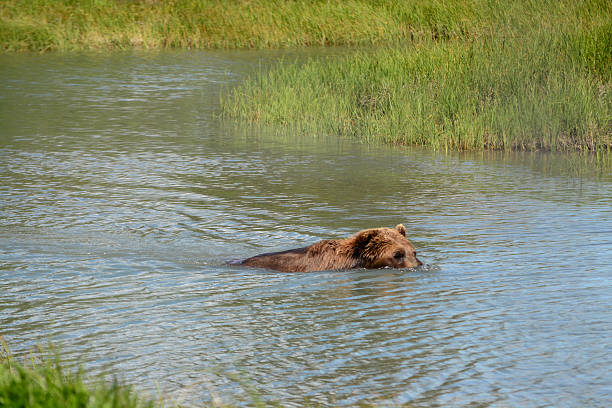 istock Brown Bear Swimming Across a River in Alaska 2237009689