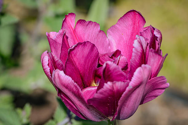 istock Magenta Tulip Opening in Early Spring 2237009815