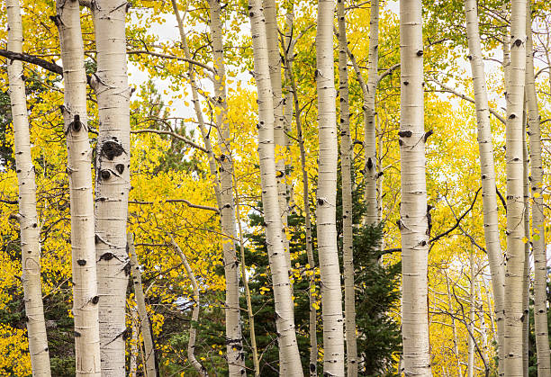 istock Autumn Aspen Grove 2237009925