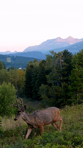 Deer in mountain meadow at sunrise. Crowsnest Mountain with alpenglow in distance, Canadian Rockies