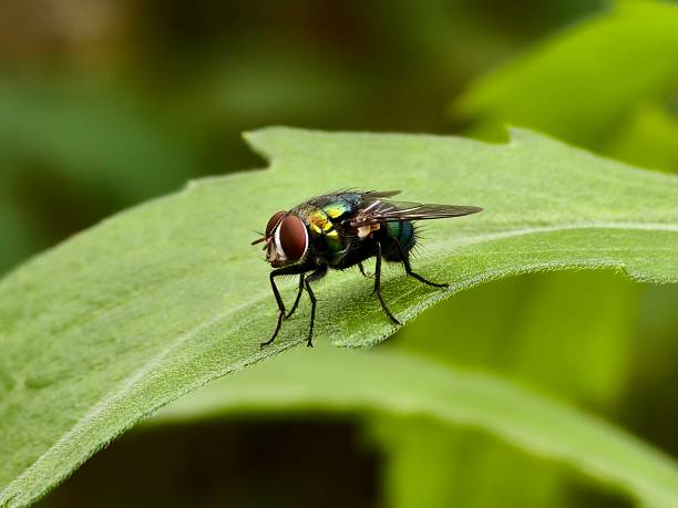 istock Green fly or Lucilia sericata on a leaf with a blurry background 2237010536