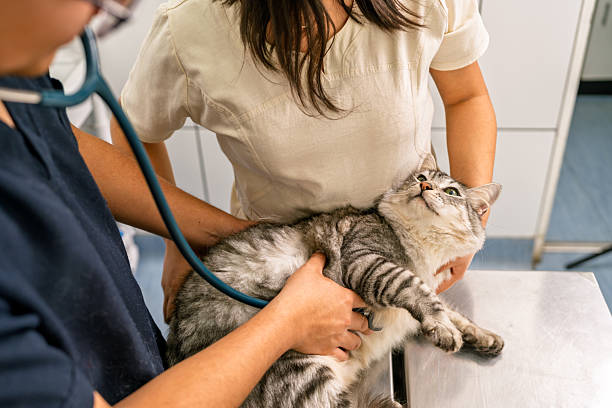 istock Veterinarian examining cat with stethoscope in clinic 2237012160