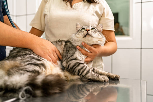 istock Veterinarian examining cat during routine checkup at clinic 2237012161