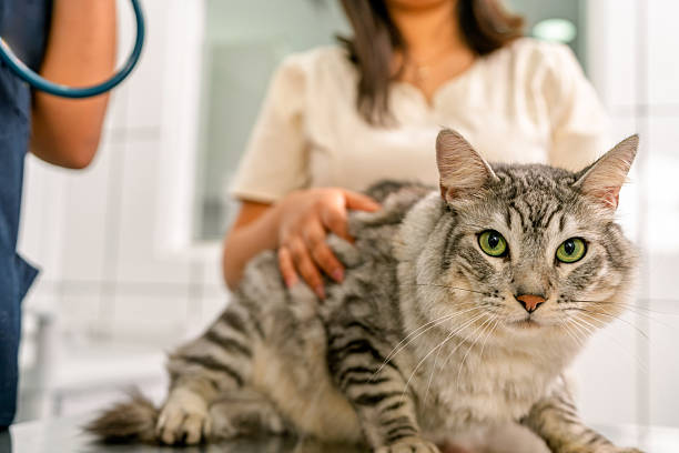 Tabby cat looking at camera during a routine check-up at the veterinary office, with a vet and owner blurred in background