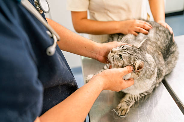 istock Veterinarian examining cat during a check-up in clinic 2237012186