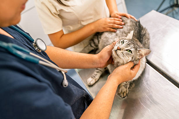 Veterinarian and assistant giving a health examination to a tabby cat in a veterinary office, ensuring pet care and wellness