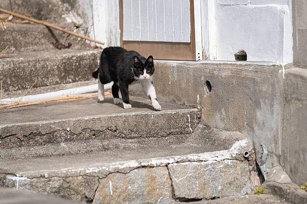 Cute cat walking on the street