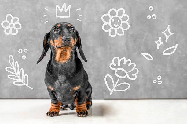 istock Adorable dachshund with playful doodles on grey background 2237013710