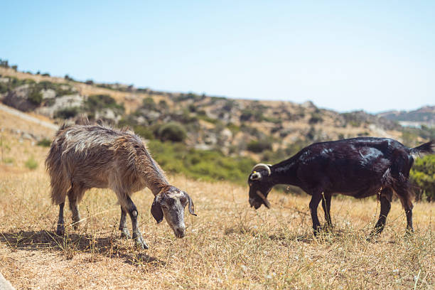 Animals in the nature