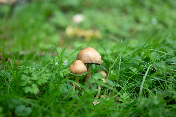 istock close up of wild mushrooms 2237014540