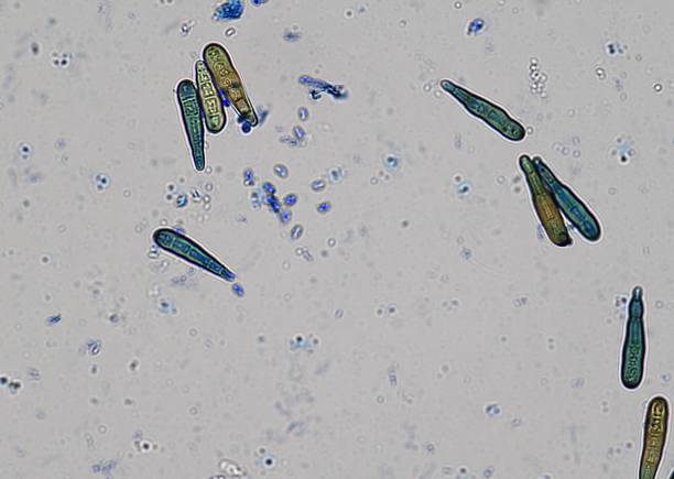 istock soil microorganisms under a microscope including amoeba, flagellates, nematodes, fungi, bacteria 2237014563