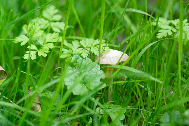 Close up on mushrooms in grass field