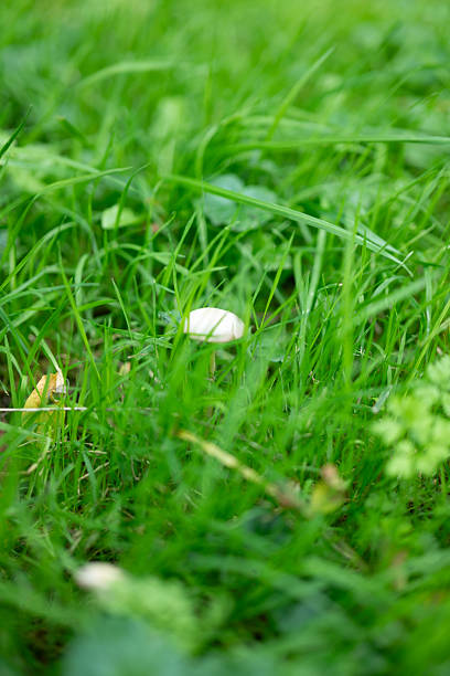 close up of wild mushrooms
