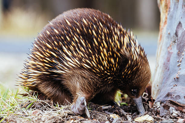istock Echidna in Guerilla Bay in Australia 2237018203