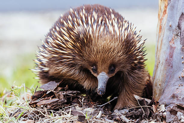 istock Echidna in Guerilla Bay in Australia 2237018209