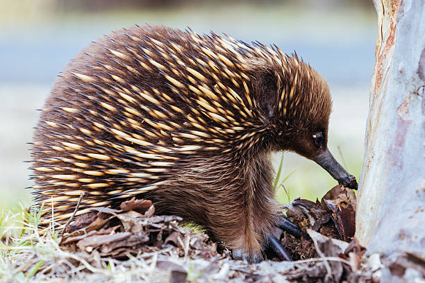 istock Echidna in Guerilla Bay in Australia 2237018211