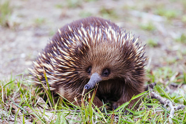 istock Echidna in Guerilla Bay in Australia 2237018214
