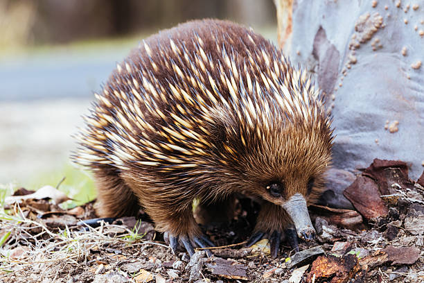 istock Echidna in Guerilla Bay in Australia 2237018216