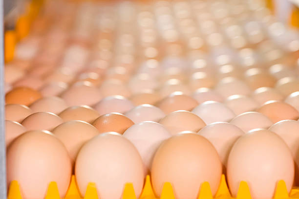 Endless rows of chicken eggs on conveyor. in Kazakhstan, Turkistan Region, Kazakhstan