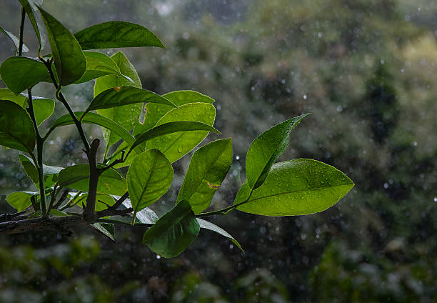 Very wet tree and plant leaves in the rain