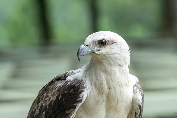 istock white bellied sea eagle with its wide wingspan and sharp eyes 2237024701