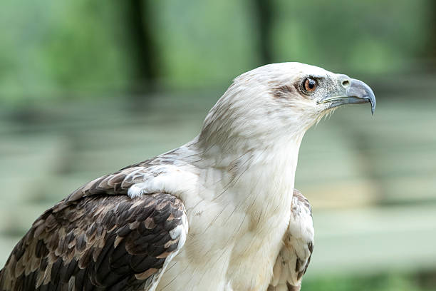 white bellied sea eagle with its wide wingspan and sharp eyes in Jakarta, Jakarta, Indonesia