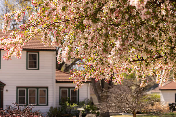 istock Spring Apple Bloom Lyons Kansas Neighborhood 2237025066