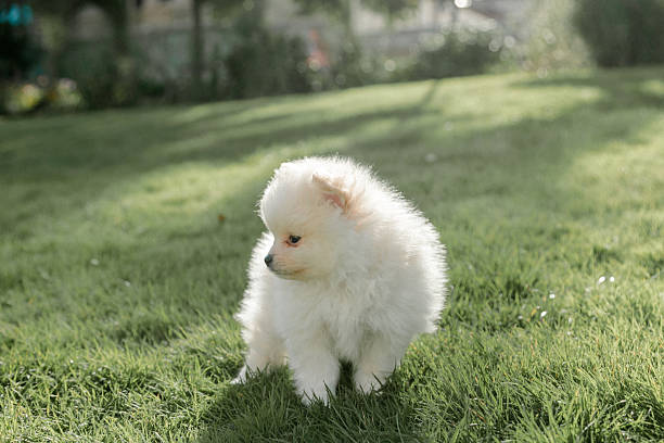 istock White Pomeranian puppy standing on grass 2237025177