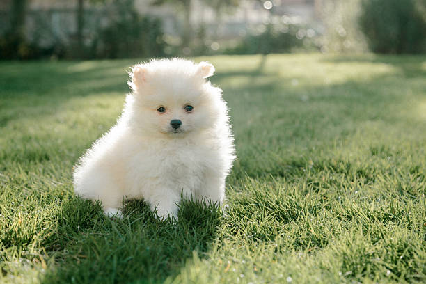istock Fluffy Pomeranian puppy on green grass 2237025178