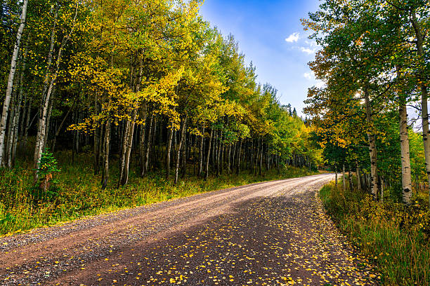 Scenic view with golden aspen trees fall foliag with road leading off into the distance just after a storm has clear and sun is shining.