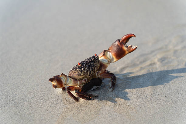 istock Close-up of a vibrant crab on sandy beach with clear sunlight highlighting its unique features and shadow interplay on wet sand surface 2237025962