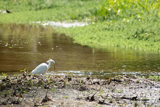 White seagull wading in shallow river water with soft reflections of trees and sky, peaceful wildlife scene.