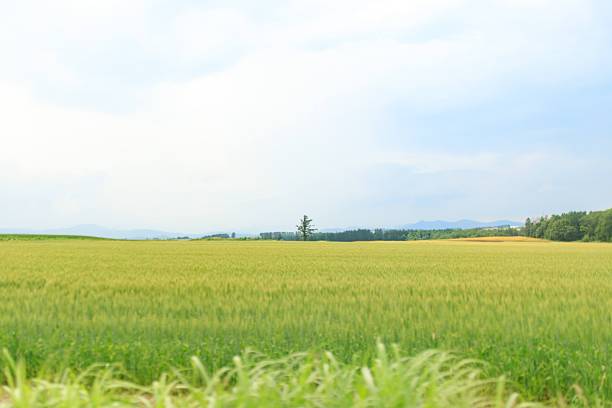 Japan Landscape