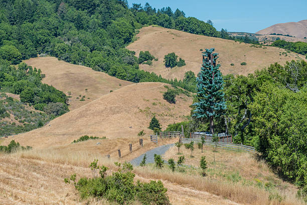 Cell phone tower in a fake tree. Marin County, California