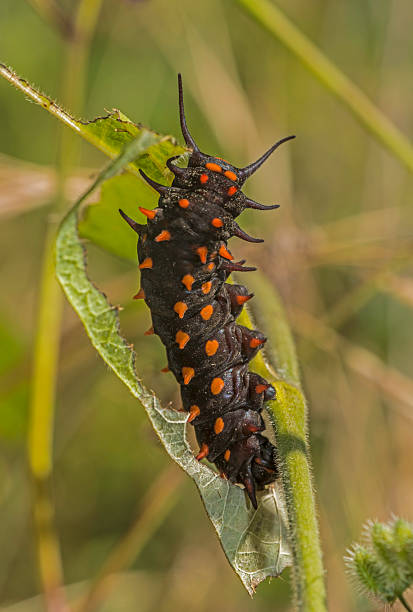 Pipe-vine Swallowtail Larva,  Battus philenor. Mmarin County, California..