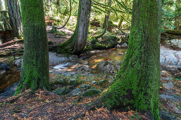 Waterfall and river in the Cliff Gilker Park, Roberts Creek, Sunshine Coast BC