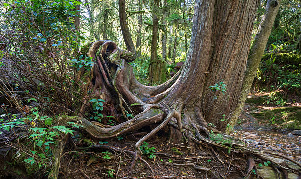 istock Cliff Gilker Park Roberts Creek Sunshine Coast BC 2237028796