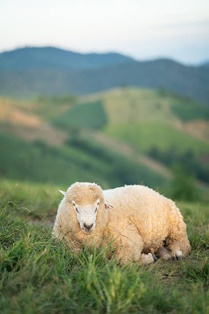 istock Curious Sheep Resting on Lush Green Hill Surrounded by Scenic Landscape with Soft Blue Sky and Gentle Wispy Clouds at Dusk 2237033697