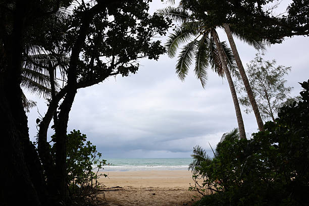 Quiet beach scene with sand and the ocean framed by tree silhouettes