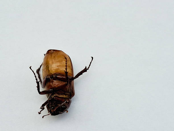 The image of a May beetle, also commonly known as a June bug, which belongs to the genus Phyllophaga.