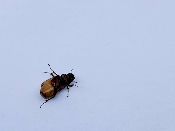 Beetle close-up on a white background for your advertising, a protection tool against cockroaches, and beetles. High quality photo