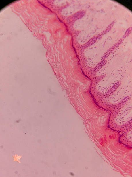 istock Microscopic View of Human Nail 2237037342