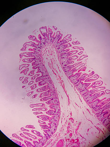 istock Ileum Histology with Villi and Crypt 2237038437