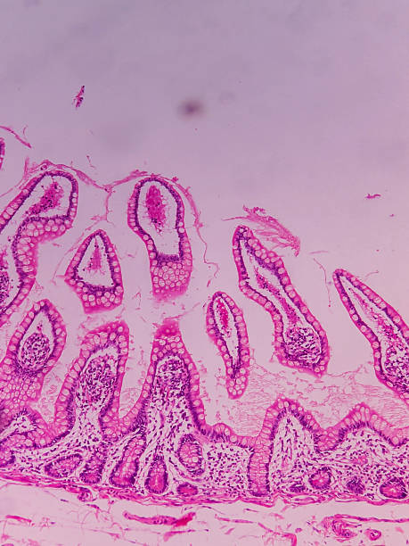 istock Ileum Histology with Villi and Crypt 2237038441