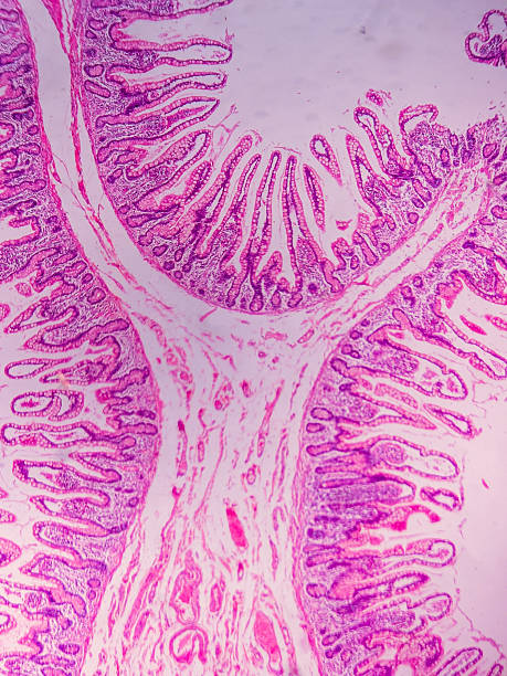 istock Ileum Histology with Villi and Crypt 2237039164