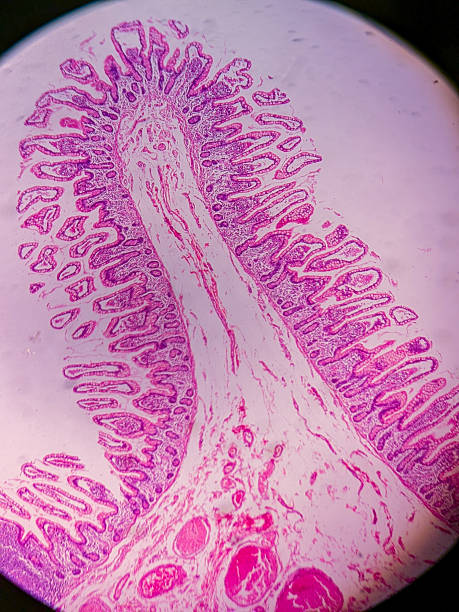 istock Ileum Histology with Villi and Crypt 2237039485