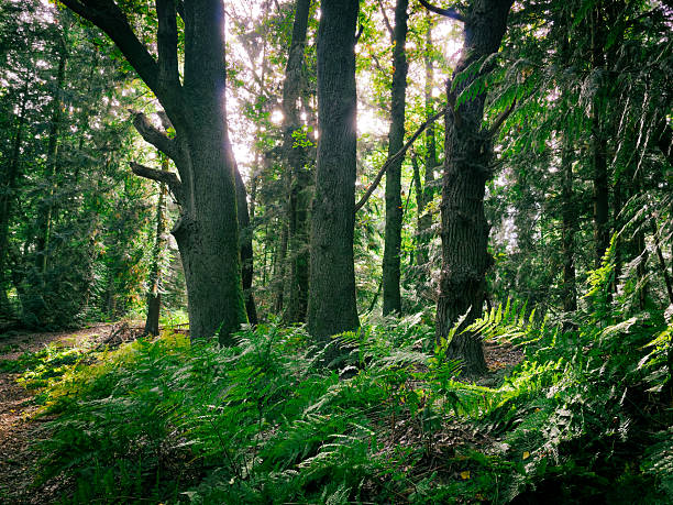 Light streams through dense trees in the quiet, shady forest, hike, Alhorner Fischteiche, Alhorn, 26197 Großenkneten, Germany, Europe