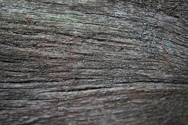 Natural wonders of macro photography